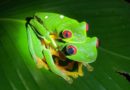 Le rane del Costa Rica