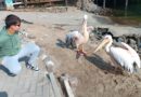 Un incontro a Walvis Bay: i pellicani rosa